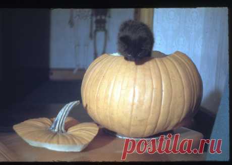 Black Cat and Jack-o-Lantern, c1942 | Flickr - Photo Sharing!