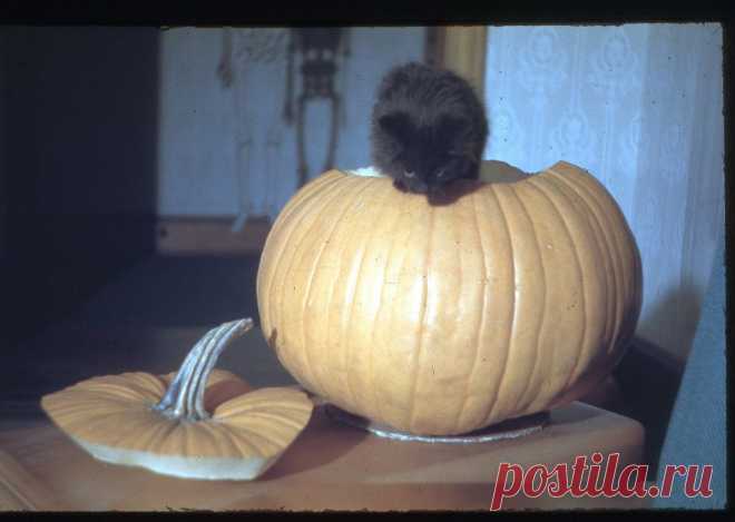 Black Cat and Jack-o-Lantern, c1942 | Flickr - Photo Sharing!