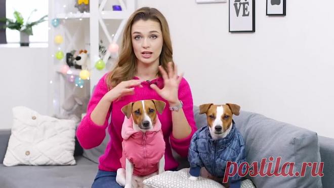 Как связать спицами жилетку для собаки, knitting vest for dogs