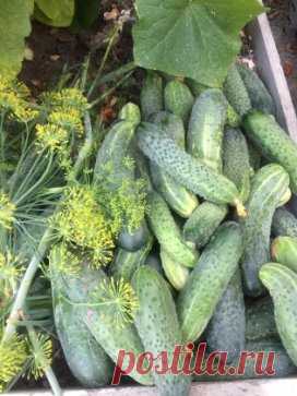 ОГУРЕЧНЫЕ СЕКРЕТЫ: ЧТОБЫ НЕ ХУДЕЛИ, ЧТОБЫ НЕ ЖИРЕЛИ, ЧТОБЫ НЕ ГОРЧИЛИ!
ПОЧЕМУ НУЖНО УДАЛЯТЬ ЦВЕТОЧКИ И БОКОВЫЕ ПОБЕГИ В НИЖНИХ УЗЛАХ?
Ослепление нижних узлов – очень важная и необходимая операция на растениях огурцов. Во-первых, плоды в них растут медленнее и урожай с этих узлов получается в те же сроки, что и с более высоких. Во-вторых, с началом налива зеленцов снижается рост корневой системы, что ослабляет растение. В-третьих, растения еще маленькие и им может не хватить питания, из-за чего п