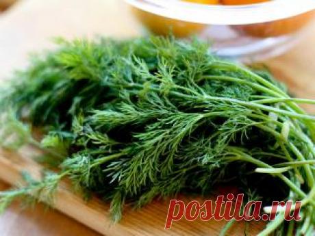 Будьте здоровы! Полезные свойства укропа Прежде всего, он достаточно быстро удаляет спазмы сосудов желудка и кишечника, борется с бродильными и гнилостными процессами в кишечнике, уменьшает газообразование. Укроп способствует снижению артериального и внутриглазного давления, эффективен при лечении атеросклероза мозговых сосудов, головной