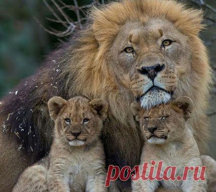 Интересное фото и видео – Фото: Животные – Community – Google+