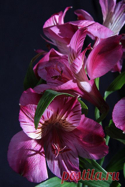 Alstromeria