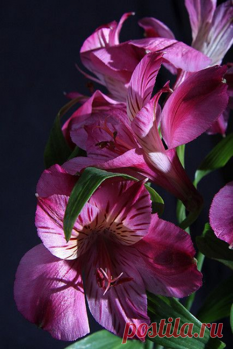 Alstromeria