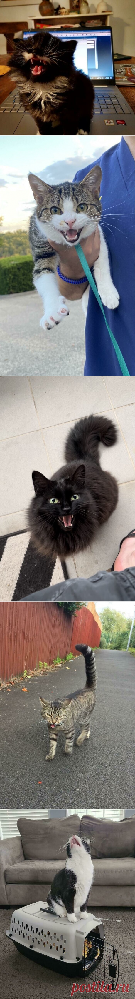 Коты, которым есть что сказать / Питомцы