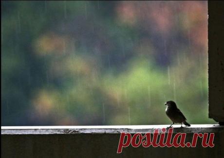 95_photo.jpg (800×563)