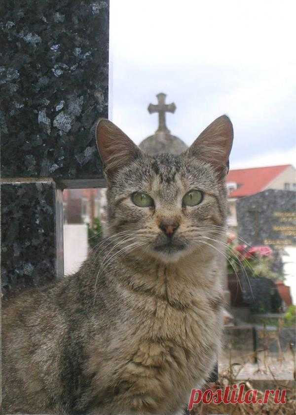 Котриарх всея Руси ))