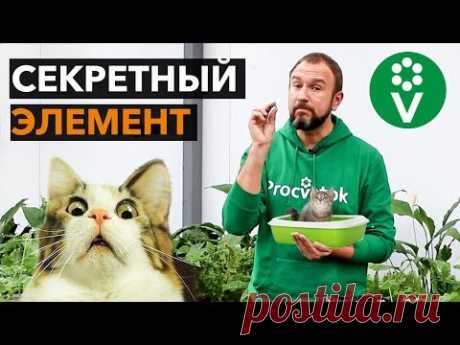 От этого средства корни рассады растут как сумасшедшие! - YouTube кошачий наполнитель кремний или цеолит