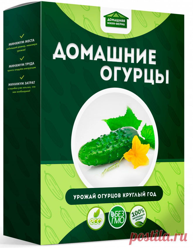 ОГУРЕЧНОЕ ХОЗЯЙСТВО ПРИНОСИТ ДОХОД КРУГЛЫЙ ГОД