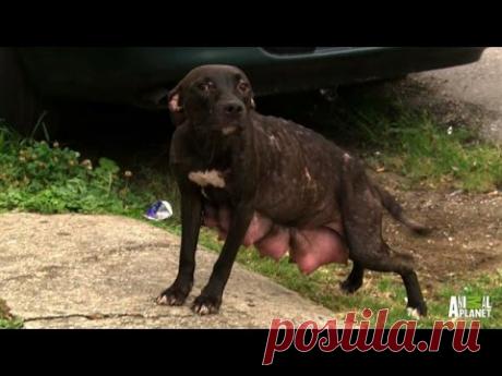 Когда самка питбуля привела их к этому месту, они были ошарашены!