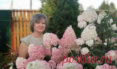 Чтобы добиться пышного цветения гортензии, нужно сделать всего 3 шага | Посад | Яндекс Дзен