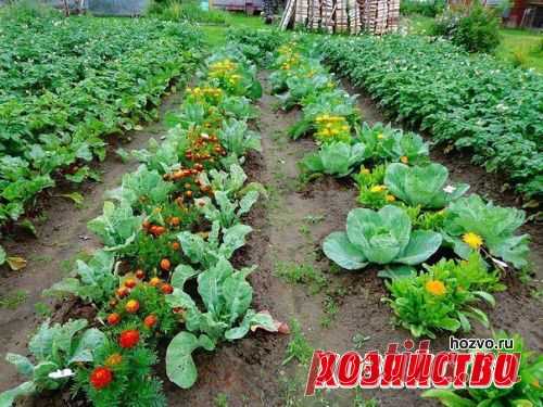 Овощи, которые защищают друг друга