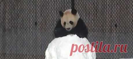 Панды любят резвиться в снегу, а вот всяких холодных белых чужаков на свой территории не потерпят. Посмотрите, как отец семейства бамбуковых медведей расправляется со снеговиком ⛄