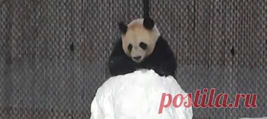 Панды любят резвиться в снегу, а вот всяких холодных белых чужаков на свой территории не потерпят. Посмотрите, как отец семейства бамбуковых медведей расправляется со снеговиком ⛄