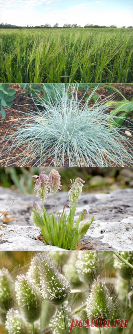 Декоративные злаки и травы для сада выгодно украсят участок