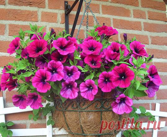 Корзины и кашпо с петуниями: сажаем правильно 

Красавицы петунии отлично смотрятся на клумбах и чудесно цветут всё лето. А ещё они как будто созданы для высаживания в кашпо, балконные ящики, всевозможные корзины и вазоны. Яркими цветами в перено…