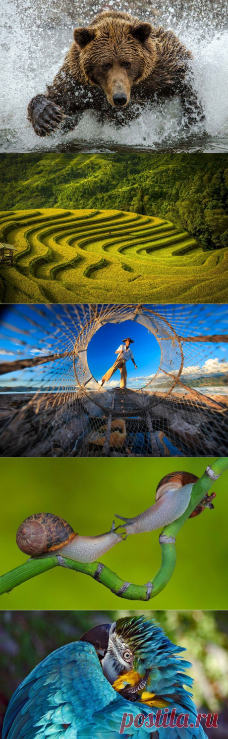 Международный конкурс фотографий / Всё самое лучшее из интернета