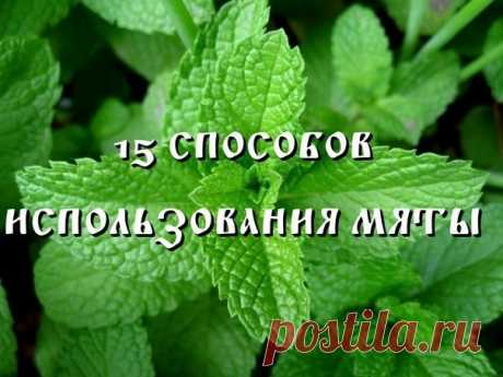 15 способов использования мяты.