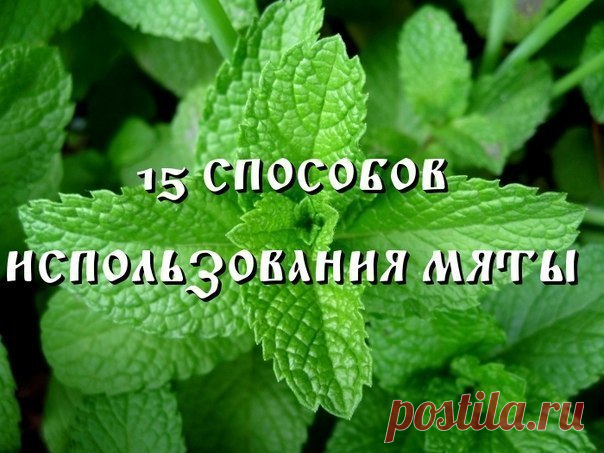 15 способов использования мяты.