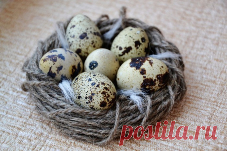 Перепелиные яйца и их польза для человека