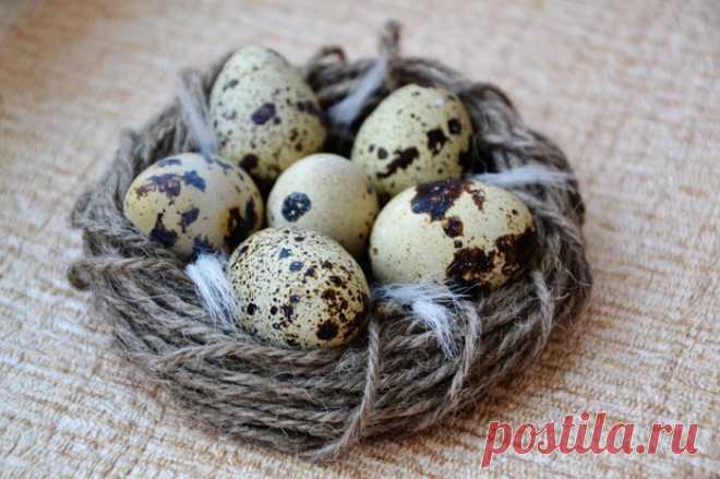 Перепелиные яйца и их польза для человека