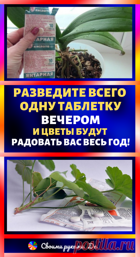 Разведите всего одну таблетку вечером и цветы будут радовать вас весь год. Уход за комнатными цветами в домашних условиях