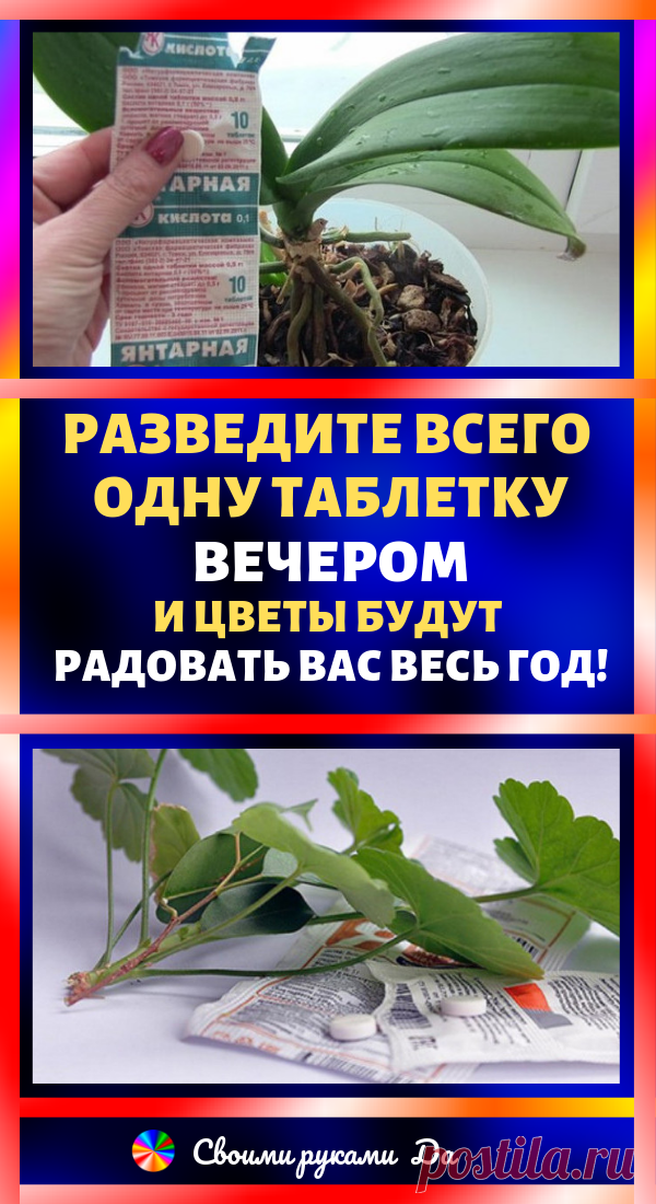 Разведите всего одну таблетку вечером и цветы будут радовать вас весь год. Уход за комнатными цветами в домашних условиях