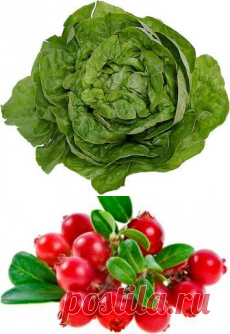 Лечение клюквой