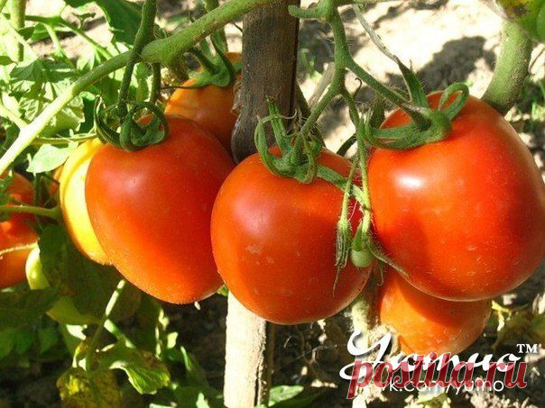 Чесночные опрыскивания от фитофторы .