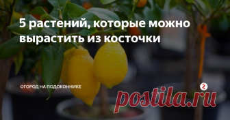 5 растений, которые можно вырастить из косточки Огород на подоконнике - это не только помидоры, огурцы, перцы и зелень. Если набраться немного терпения, можно разбить на своем подоконнике целый тропический сад.