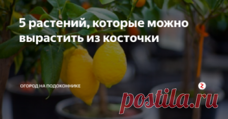 5 растений, которые можно вырастить из косточки Огород на подоконнике - это не только помидоры, огурцы, перцы и зелень. Если набраться немного терпения, можно разбить на своем подоконнике целый тропический сад.