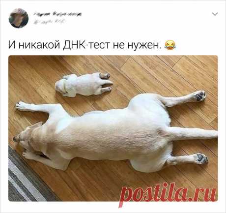 14 историй об уме и сообразительности домашних питомцев | Болтай