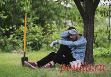 Как дача может испортить вам жизнь? И что с этим делать — Ботаничка