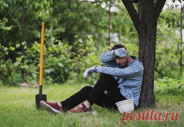 Как дача может испортить вам жизнь? И что с этим делать — Ботаничка