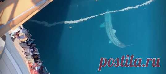 Вот это громадина кружит рядом с судном – не мегалодон ли? Оператор, устроившись на мачте, смог запечатлеть акулу во всей красе.