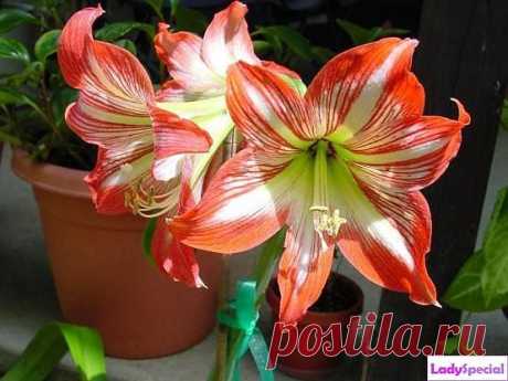 Гиппеаструм: уход в домашних условиях