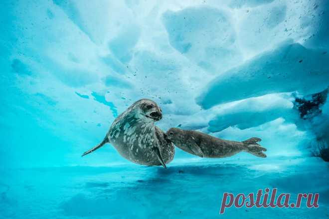 Deepest Dive Under Antarctica Reveals a Shockingly Vibrant World