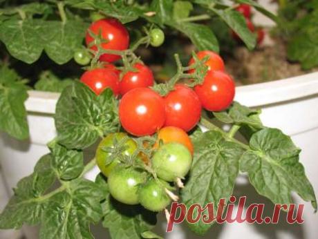 Вырастить свои овощи к Новому году реально! Реально ли к Новому году вырастить на подоконнике овощи: огурец, томат и перец? На какие сорта стоит обратить внимание и какие объемы земли понадобятся для этих культур? Вырастить овощи в городской квартире вполне под силу даже начинающему...