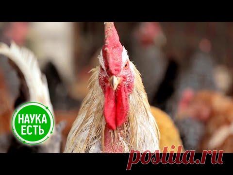 Наука есть. Яйцо