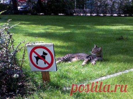 Эти очаровательные котики поднимут вам настроение!