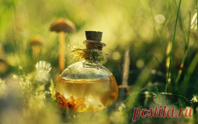 Лучшие эликсиры долголетия со всего мира