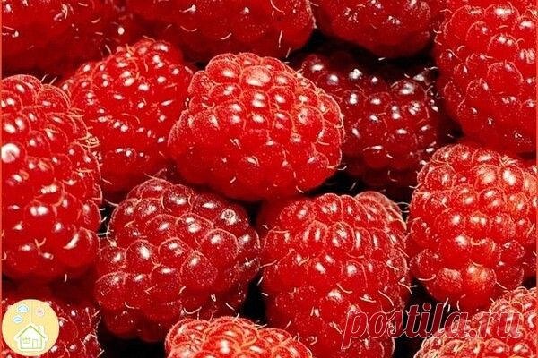 Уход за малиной
Любите варенье со вкусом фруктовой жвачки?
⠀
Для этого нужны чистые,
крупные, ароматные ягоды. Чтобы их иметь необходимо за малиной поухаживать весной!

Что же нужно делать?

1Обязательно регулярный полив.
Почва под малиной должна быть влажной,промоченной,
корни у нее поверхностные.Лучше всего положить,,каплю