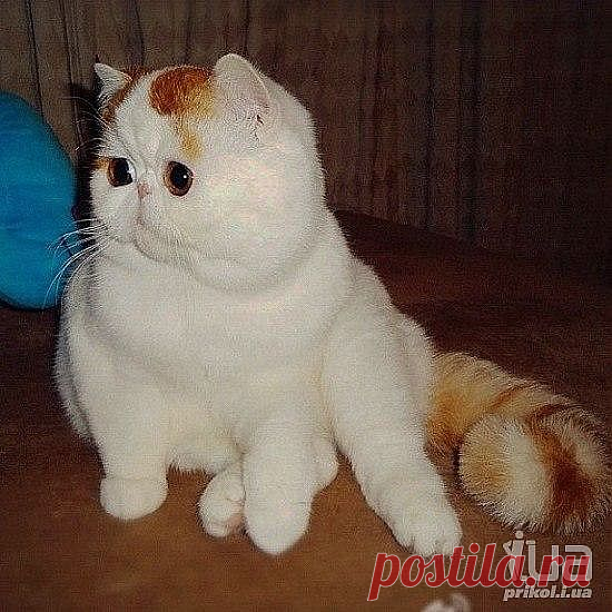 Snoopybabe - интернет-примадонна среди кошек...))), коты 