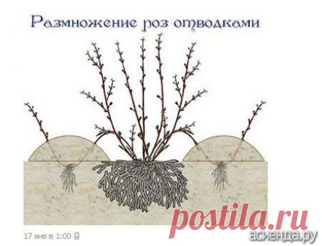 Розы отводками: Группа Клумбы и цветники