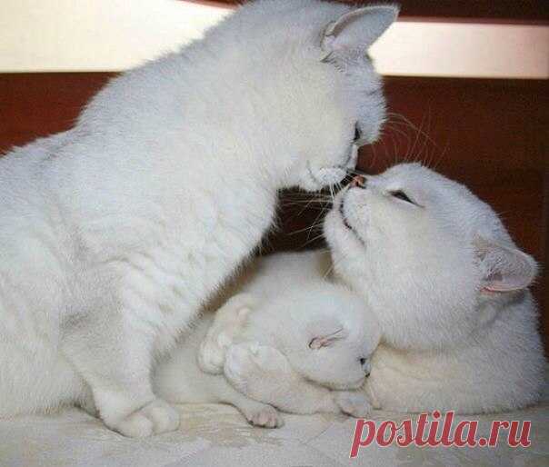 Счастливая семья ❤ 7 милейших фото недели: ↪