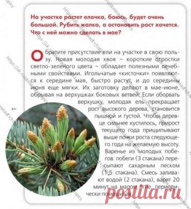 ОГОРОД

 ДАЧНЫЕ ВОПРОСЫ И ОТВЕТЫ
 ХВОЙНЫЕ РАСТЕНИЯ НА УЧАСТКЕ