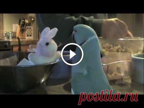 Parrot Loves New Bunny
