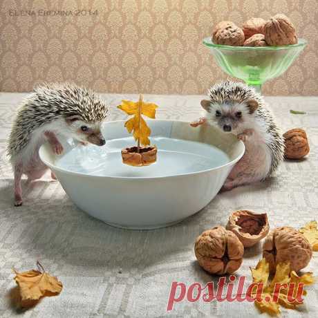 Из жизни ёжиков. Фотограф Елена Еремина