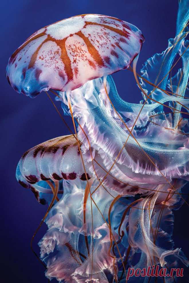 ღ