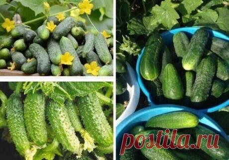 6 СОВЕТОВ, ОТ ВСЕХ БОЛЕЗНЕЙ ОГУРЦОВ!
1. После появления всходов в фазе развития 3 – 4 листочков огурцы нужно обработать следующим составом: 

В ведро воды добавить 30 капель йода, 20г хозяйственного мыла и 1 л молока. Опрыскивание таким составом можно проводить через каждые 10 дней. 

2. С вечера замочить булку хлеба в ведре воды, утром размять хлеб, добавить маленький пузырек йода, развести 1л жидкости в ведре воды и побрызгать огурцы. Оставшуюся жидкость можно хранить в ...